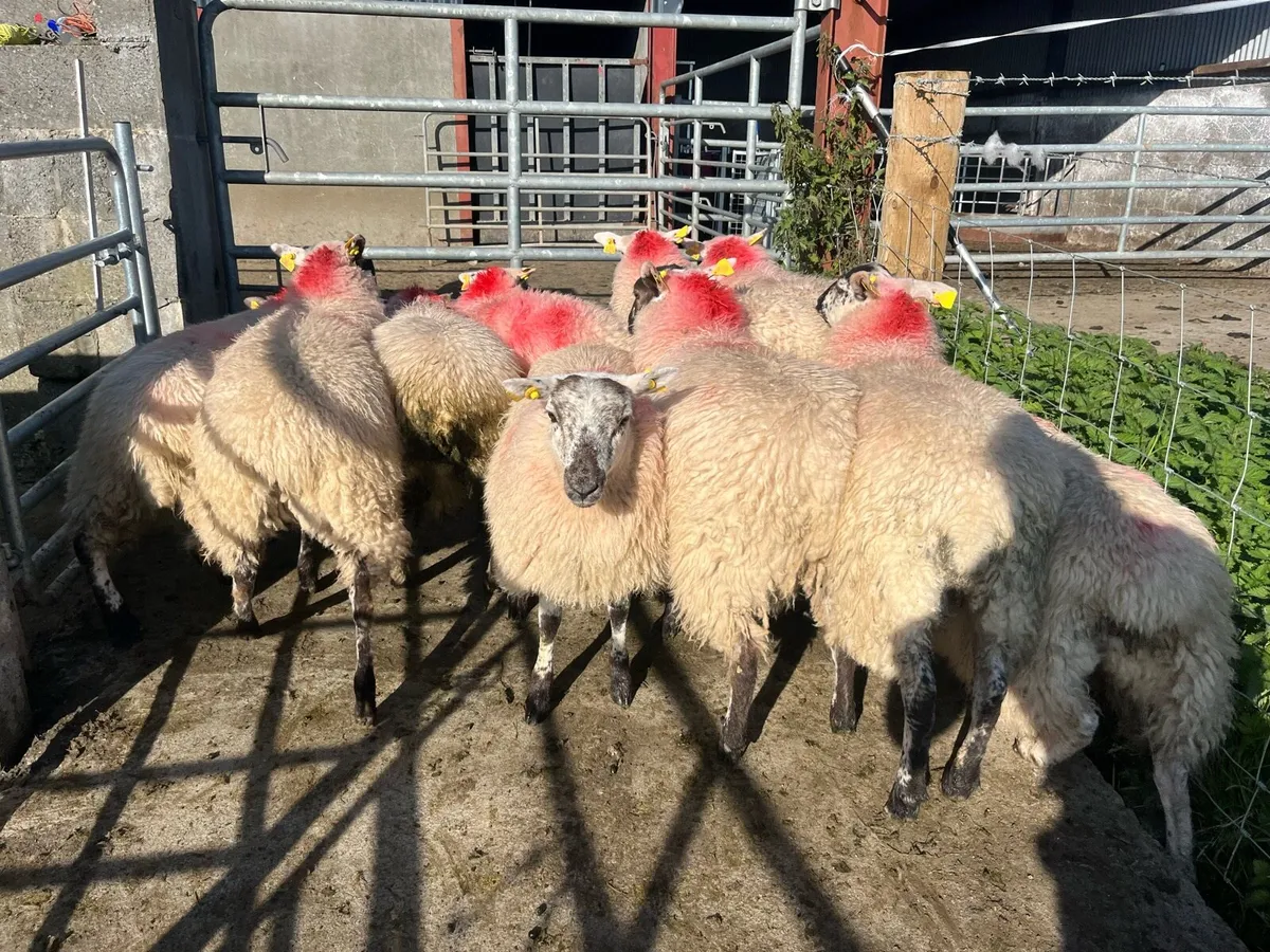 10 ewe lambs - Image 4
