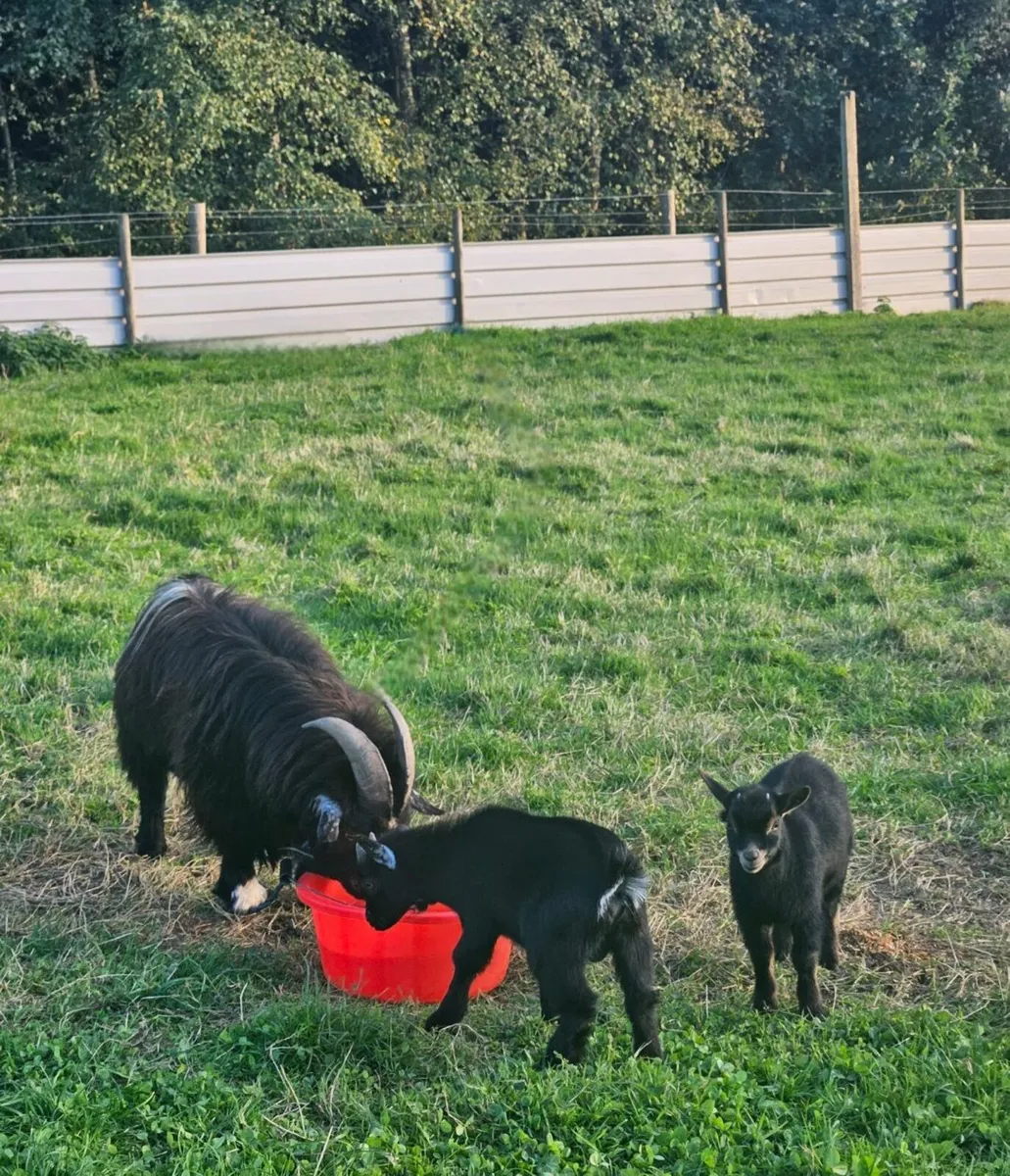 Pygmy goats - Image 4