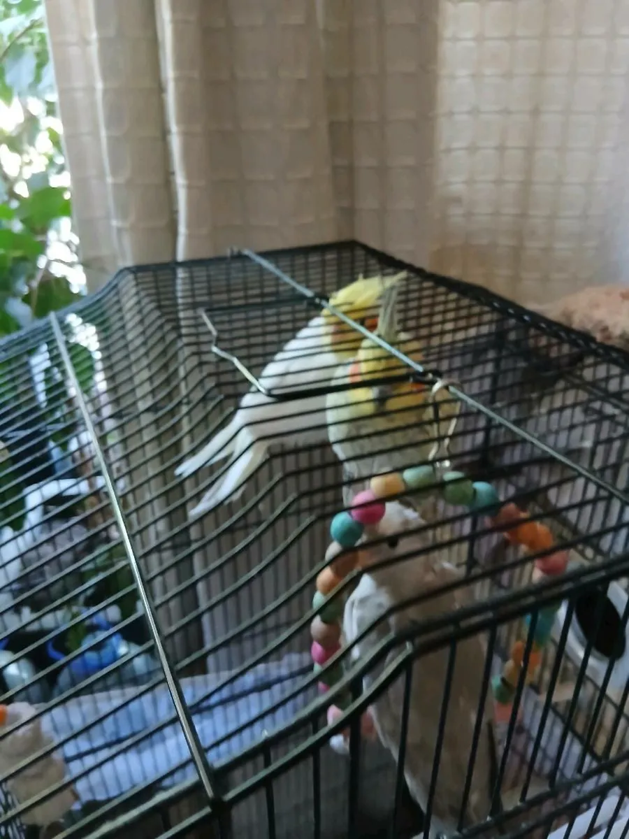 Cockatiels 2 male,1 female - Image 3