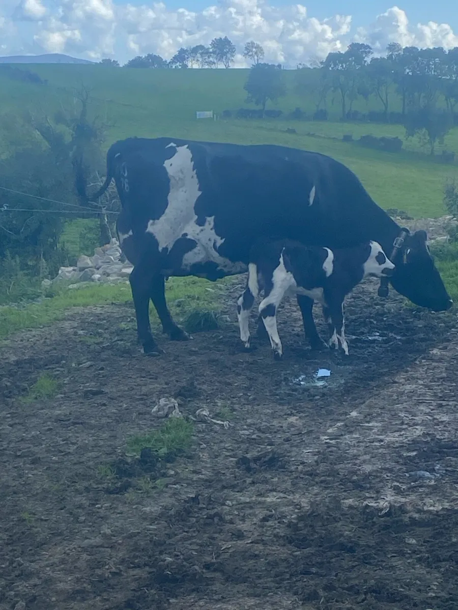 Cow and calf - Image 1