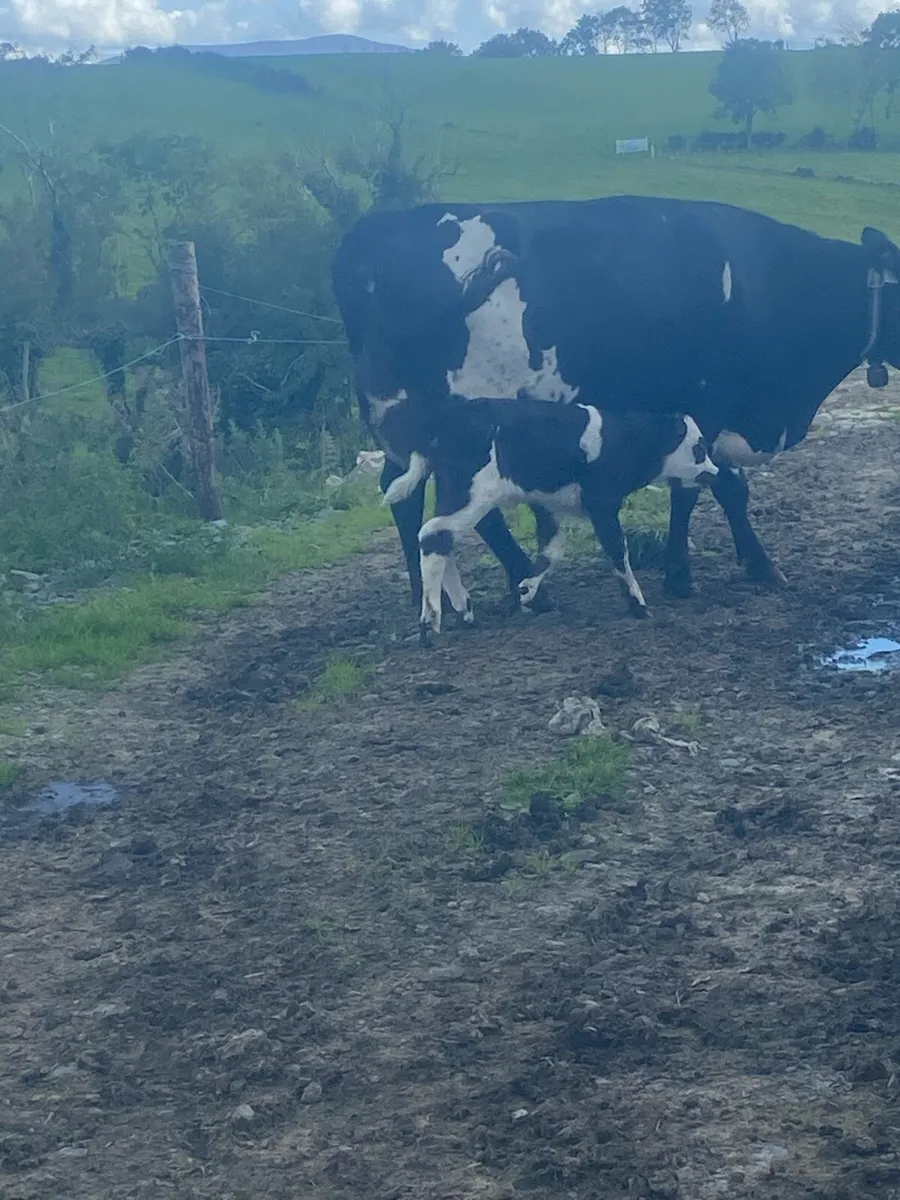 Cow and calf - Image 2
