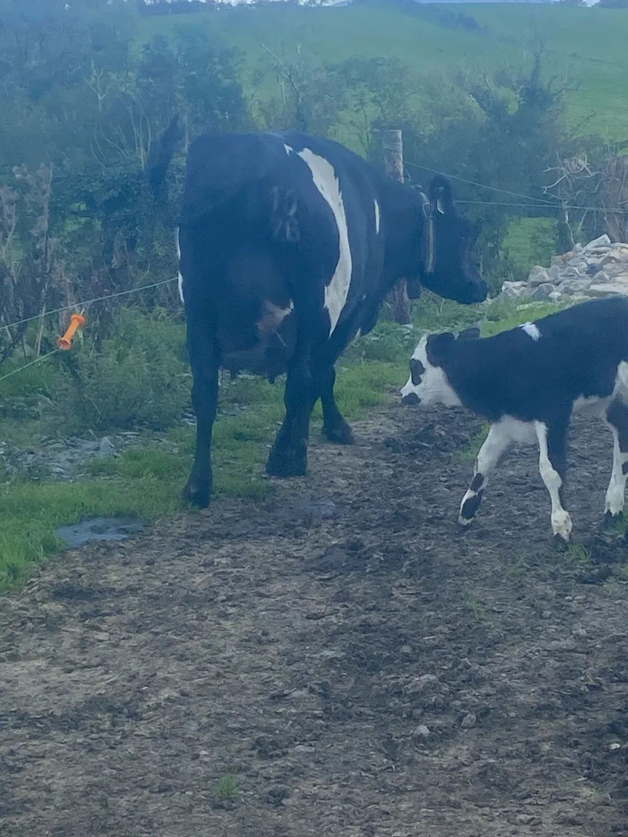 Cow and calf - Image 3