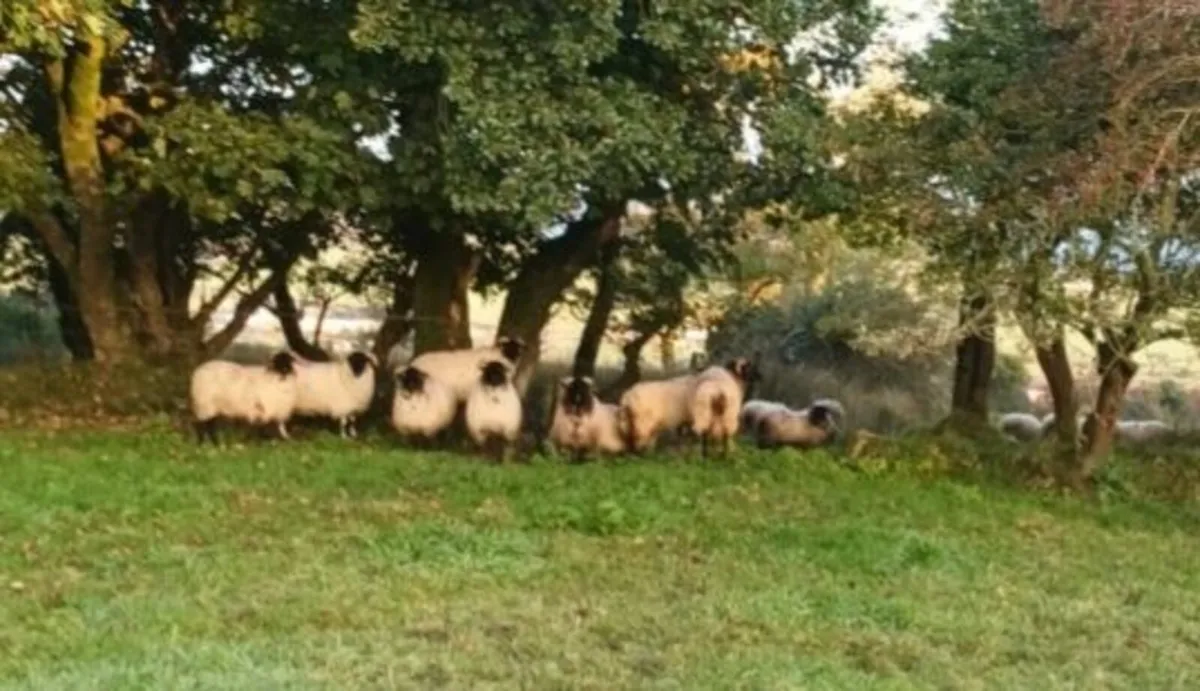 🔥🔥 8  SUPER CONNEMARA HOGGS 🔥🔥 - Image 2