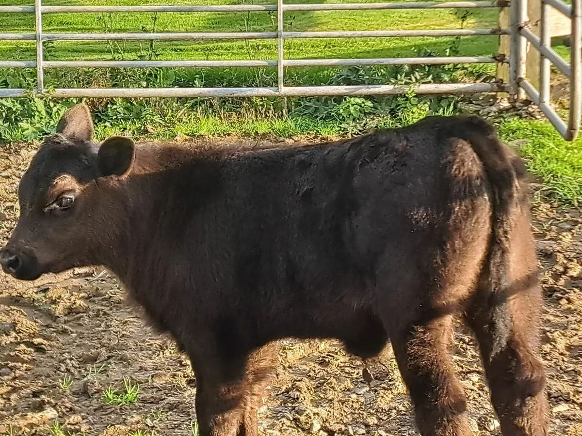 Heifer and bull calf - Image 4