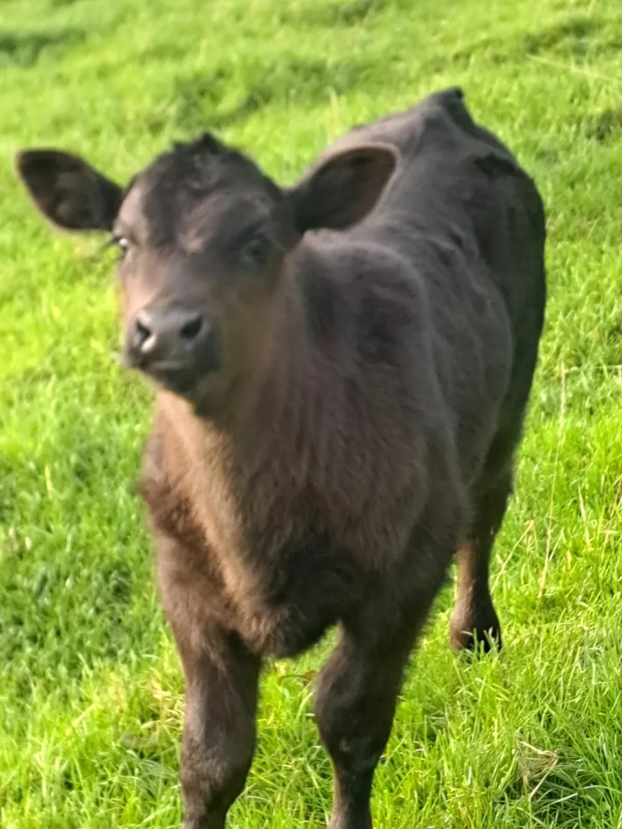 Heifer and bull calf - Image 1