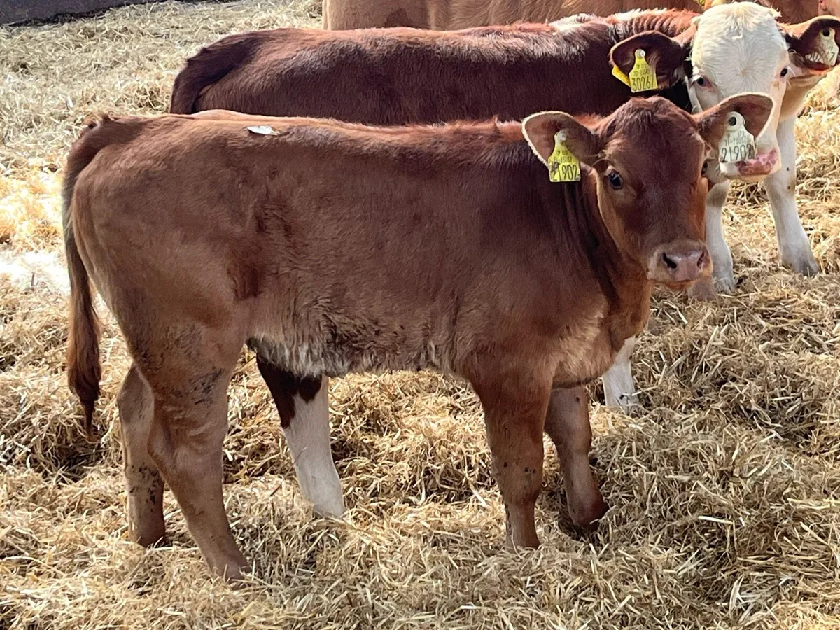 Serious Suckler Bred Red LIM Heifer - Image 1