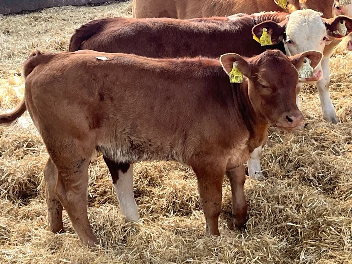 Serious Suckler Bred Red LIM Heifer - Image 2