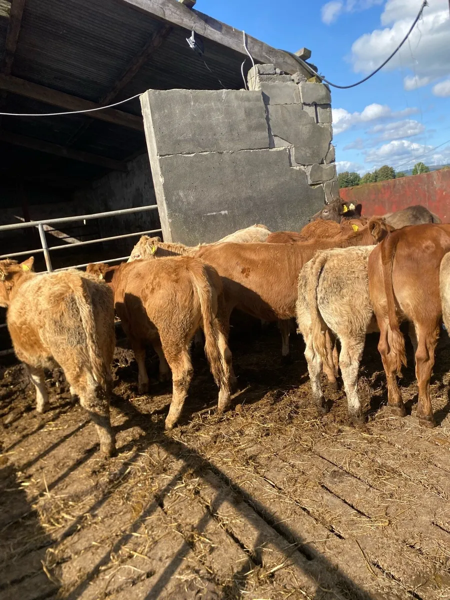 10 super heifer weanlings - Image 1