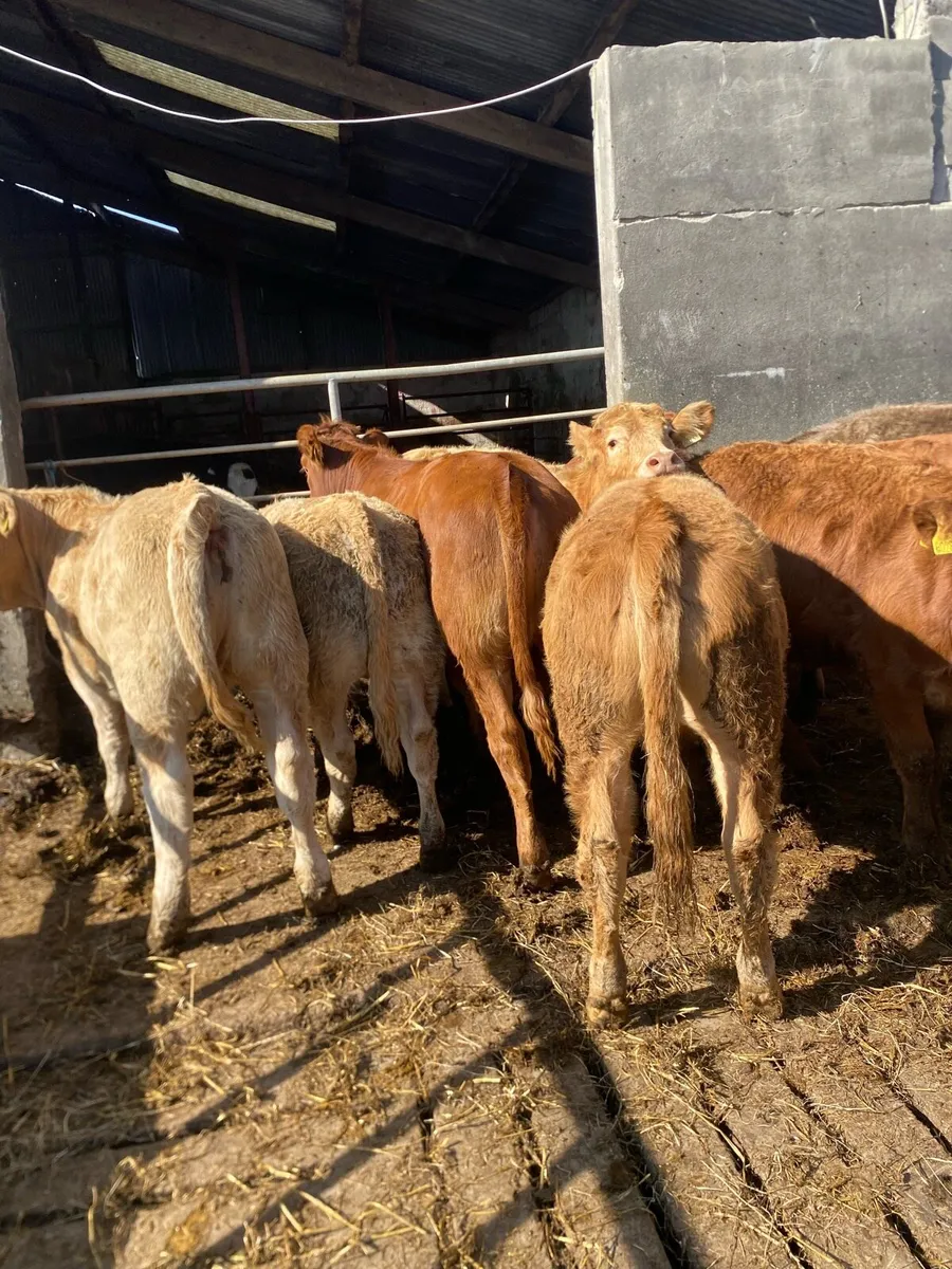 10 super heifer weanlings - Image 2