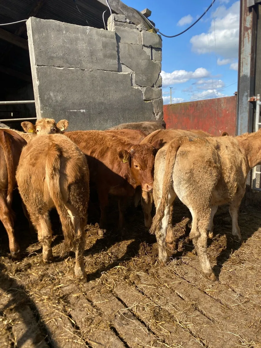10 super heifer weanlings - Image 3
