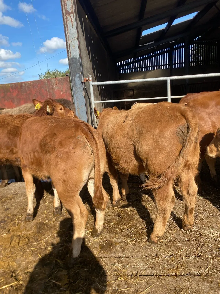 10 super heifer weanlings - Image 4