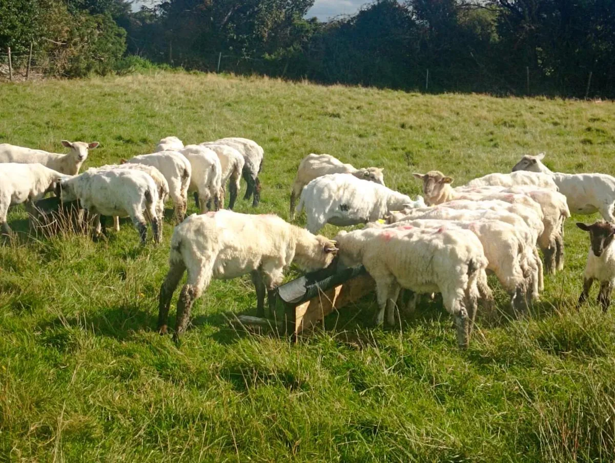 Ewe lambs - Image 4