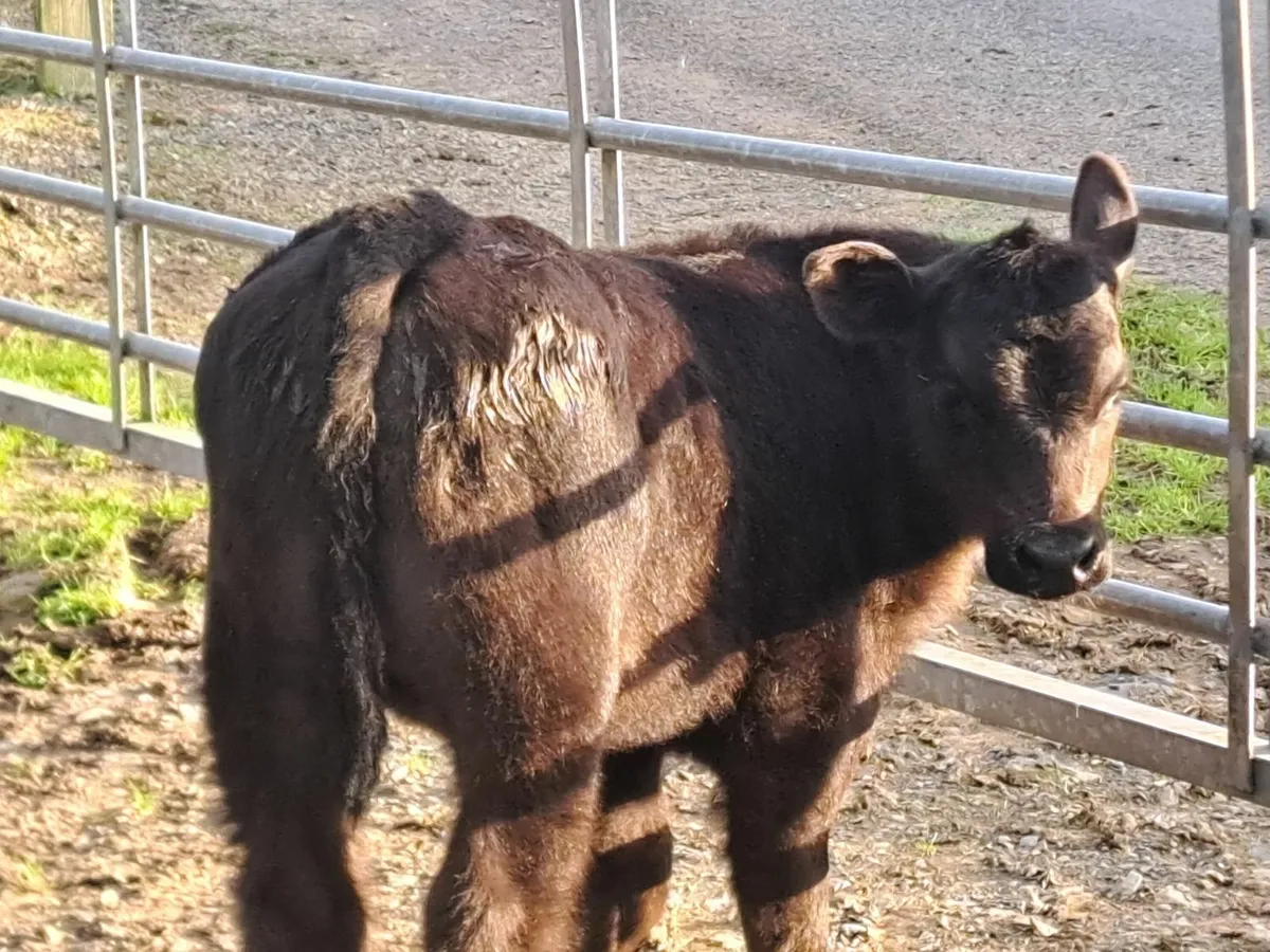 Heifer and bull calf - Image 2