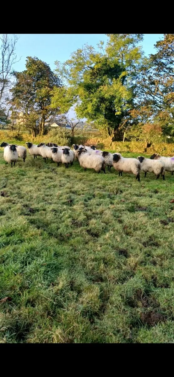 🔥🔥 25 SUPER CONNEMARA HOGGS 🔥🔥 - Image 1