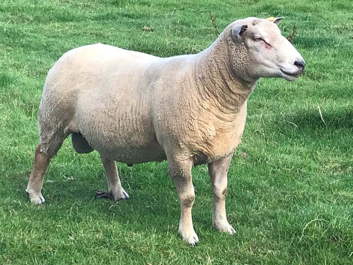 Charollais Ram - Image 1