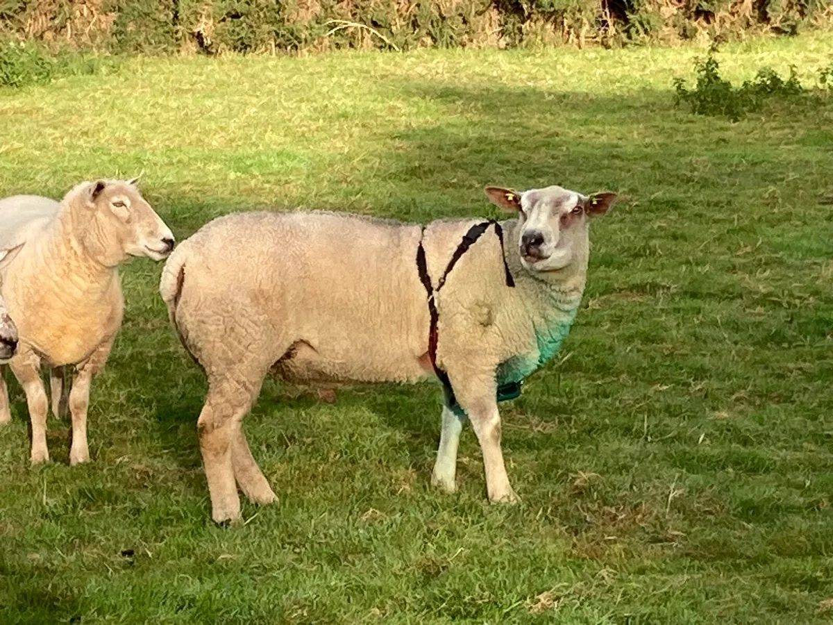 Charollais Ram - Image 2