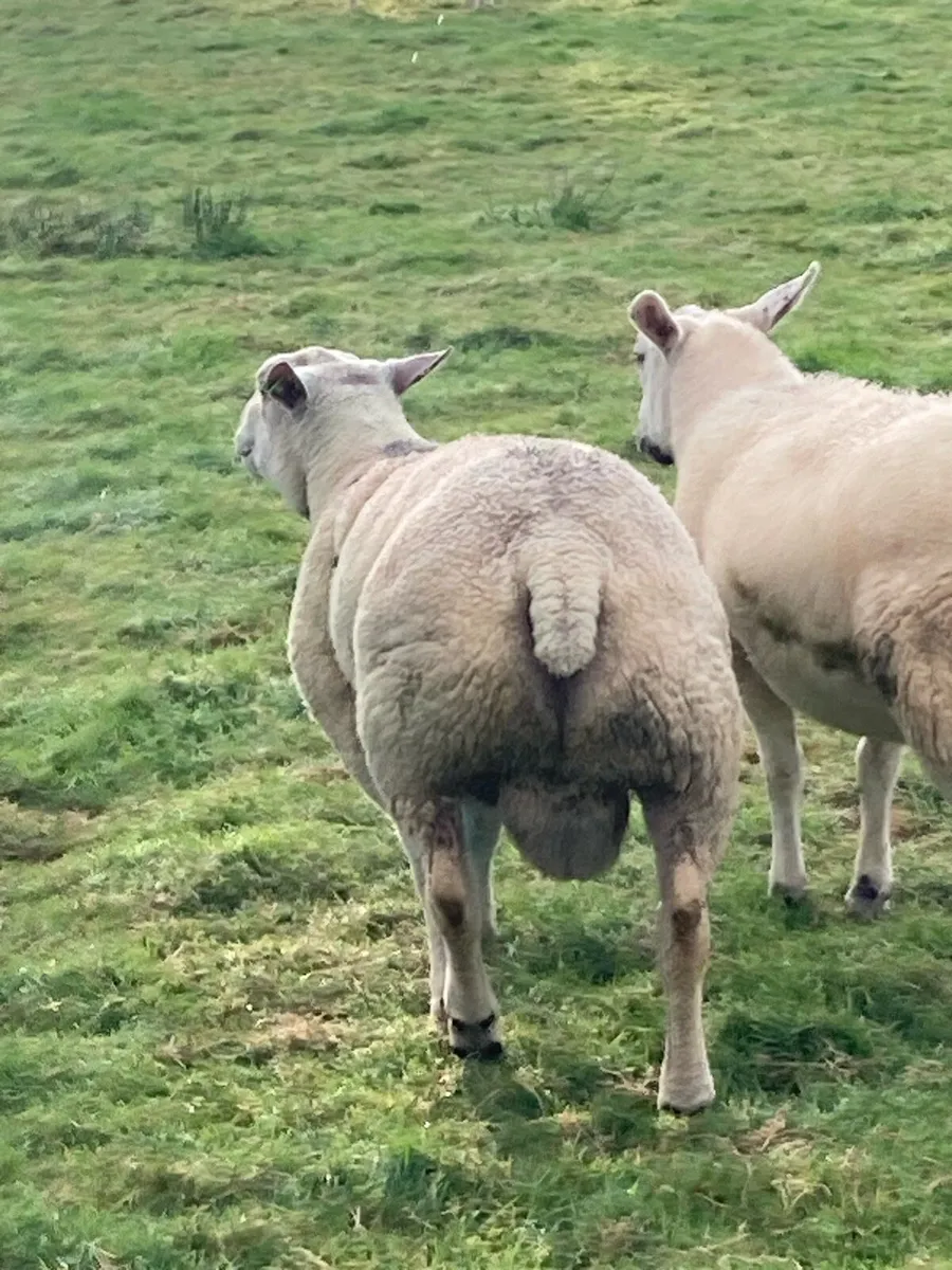 Charollais Ram - Image 3