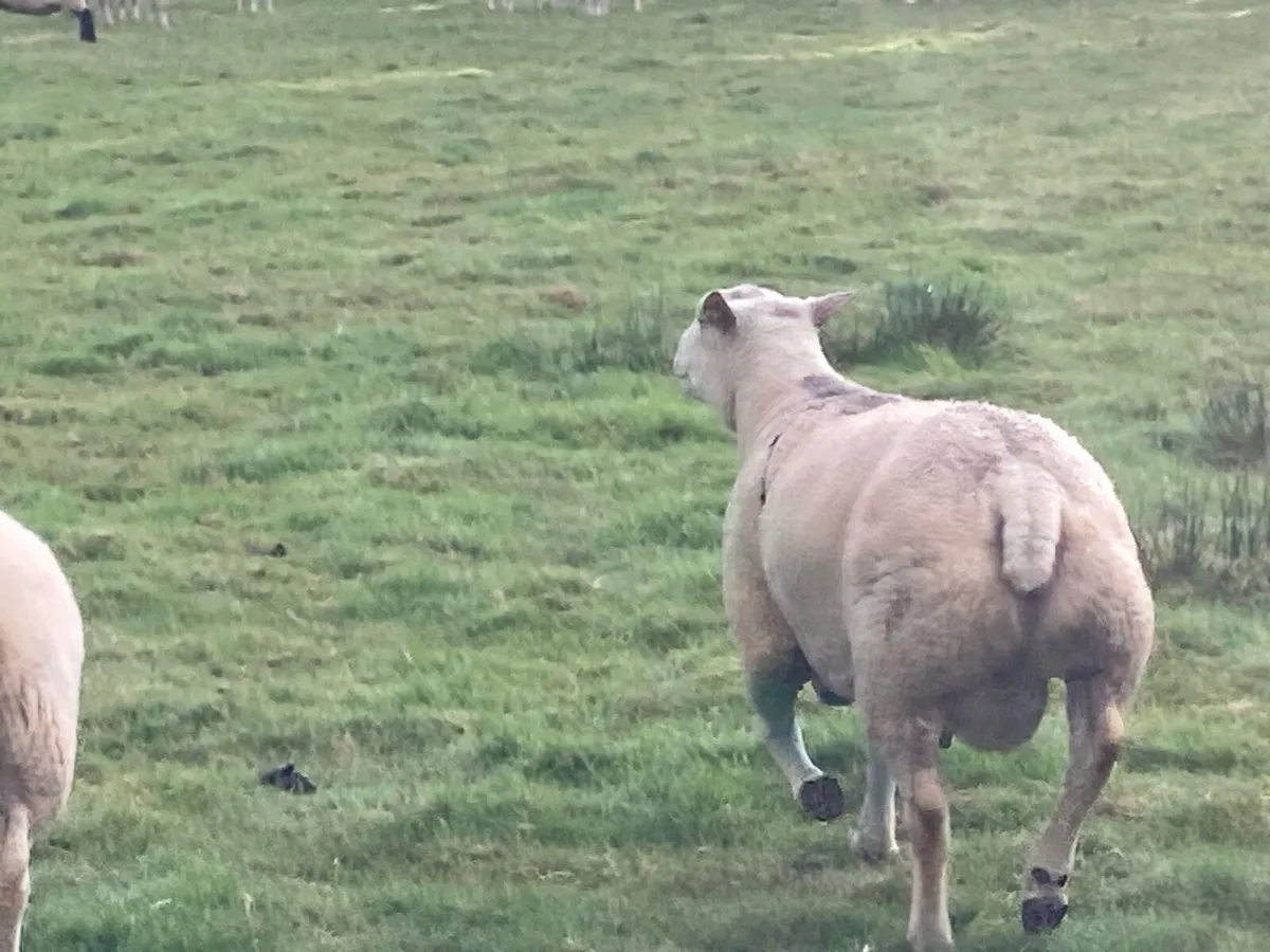 Charollais Ram - Image 4