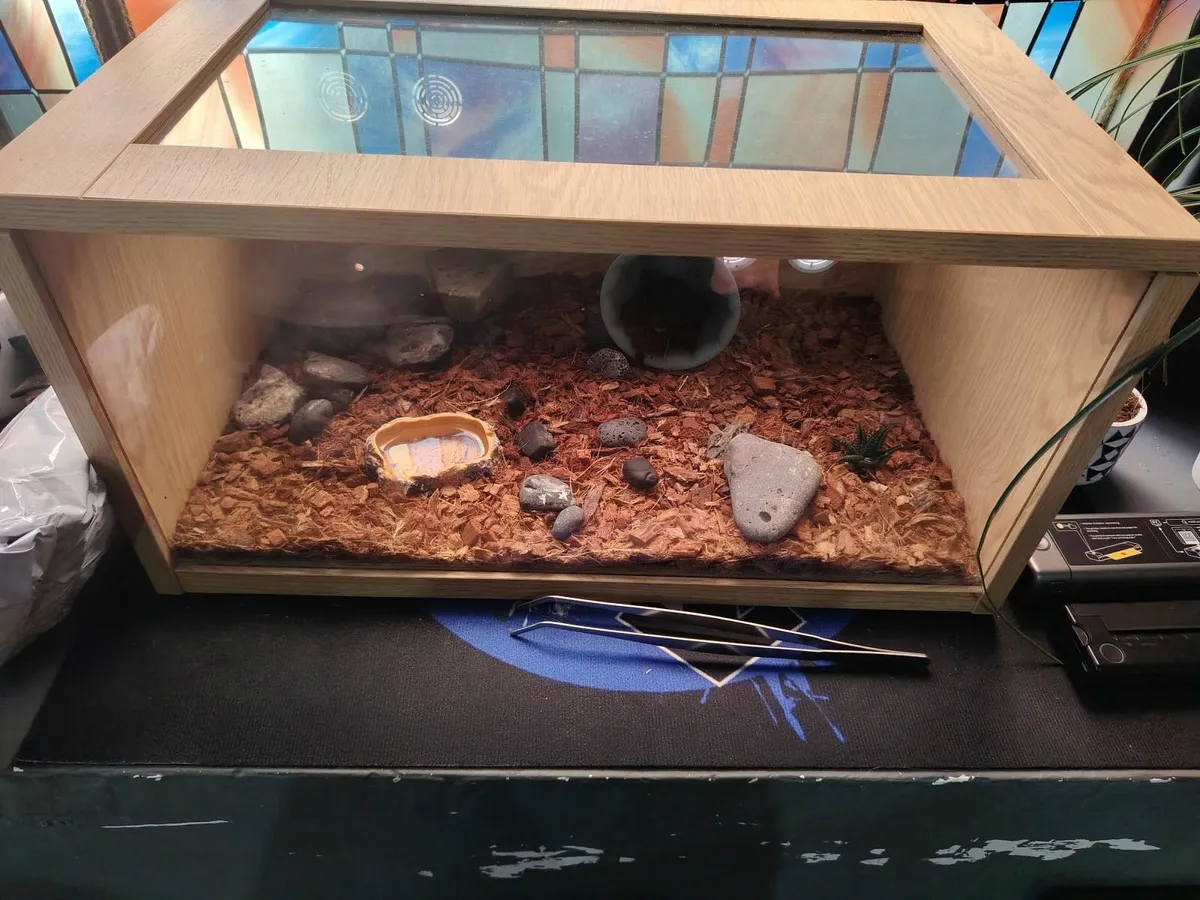 Ball python snake and set up - Image 2