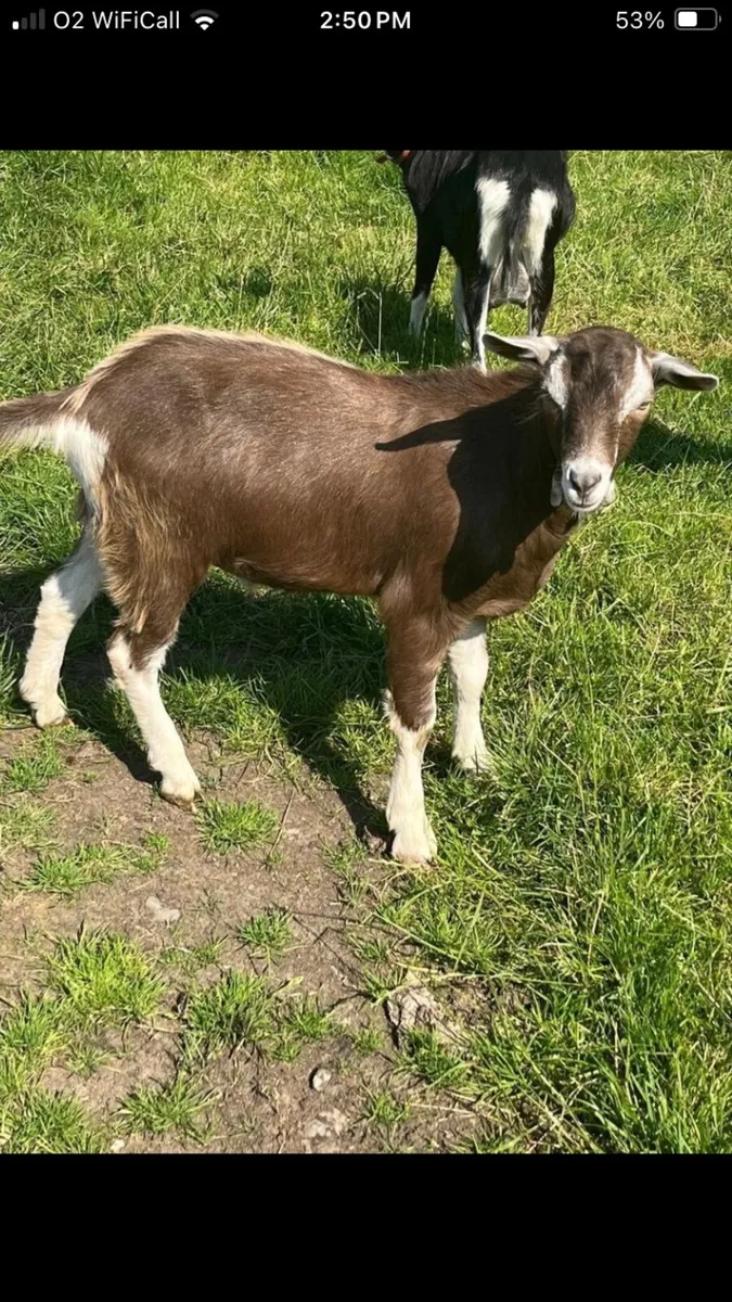 Billy goat - Image 1