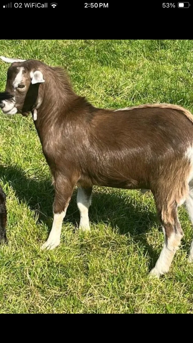 Billy goat - Image 2