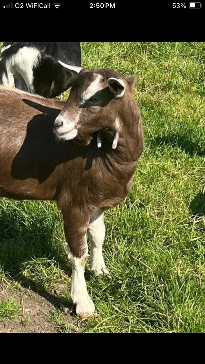 Billy goat - Image 3