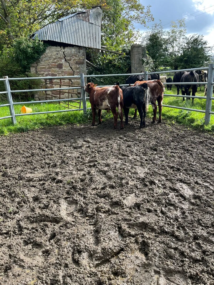 3.  shorthorns 5 STARS ⭐️⭐️⭐️⭐️⭐️ - Image 4