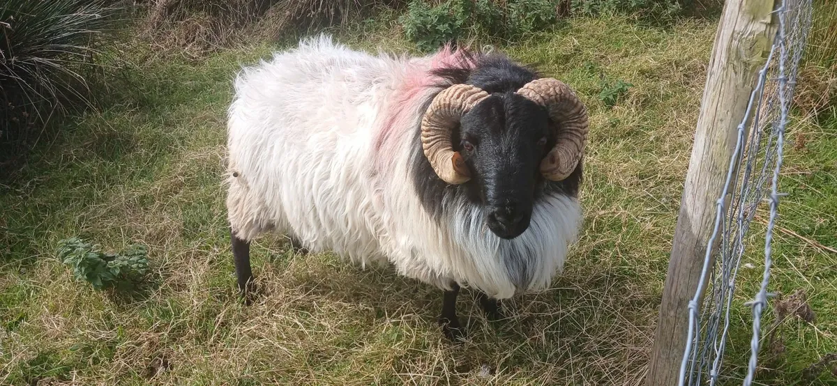 3 yr old mayo mountain ram,aged mayo mountain ram - Image 1