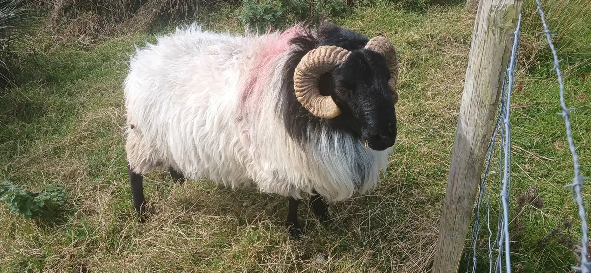3 yr old mayo mountain ram,aged mayo mountain ram - Image 3