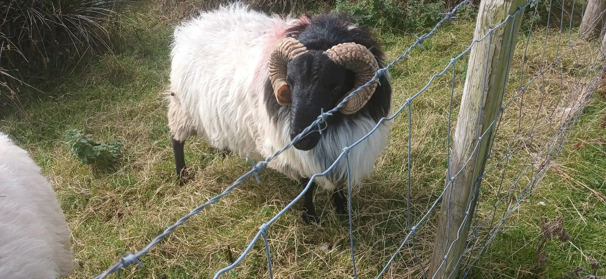 3 yr old mayo mountain ram,aged mayo mountain ram - Image 4