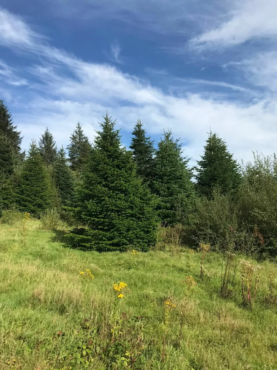 Wholesale  Christmas Trees For Sale - Image 1