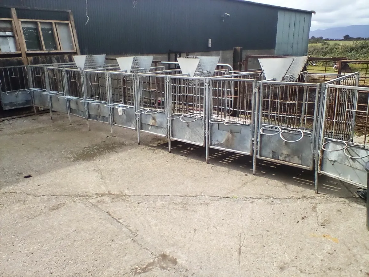 Single calf pens with slats - Image 1