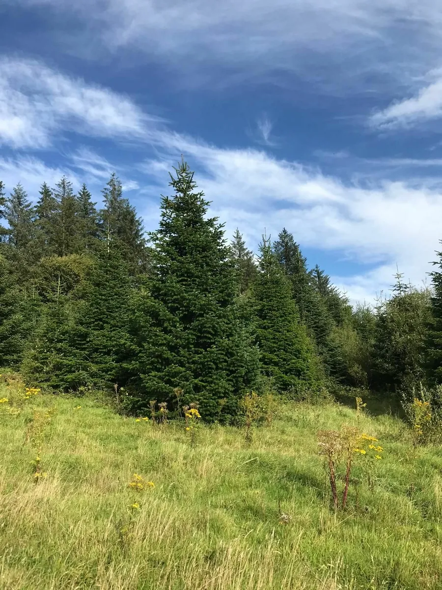 Wholesale  Christmas Trees For Sale - Image 3