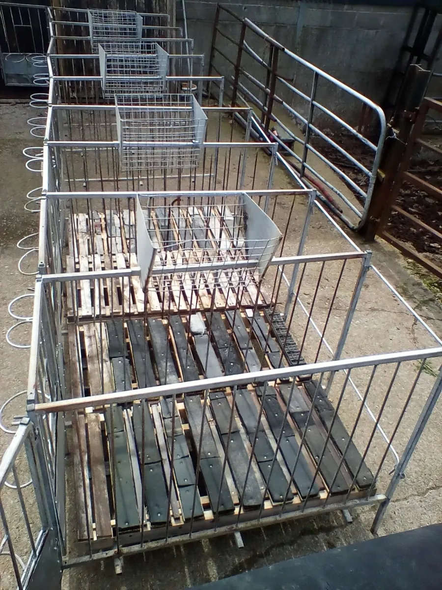 Single calf pens with slats - Image 2