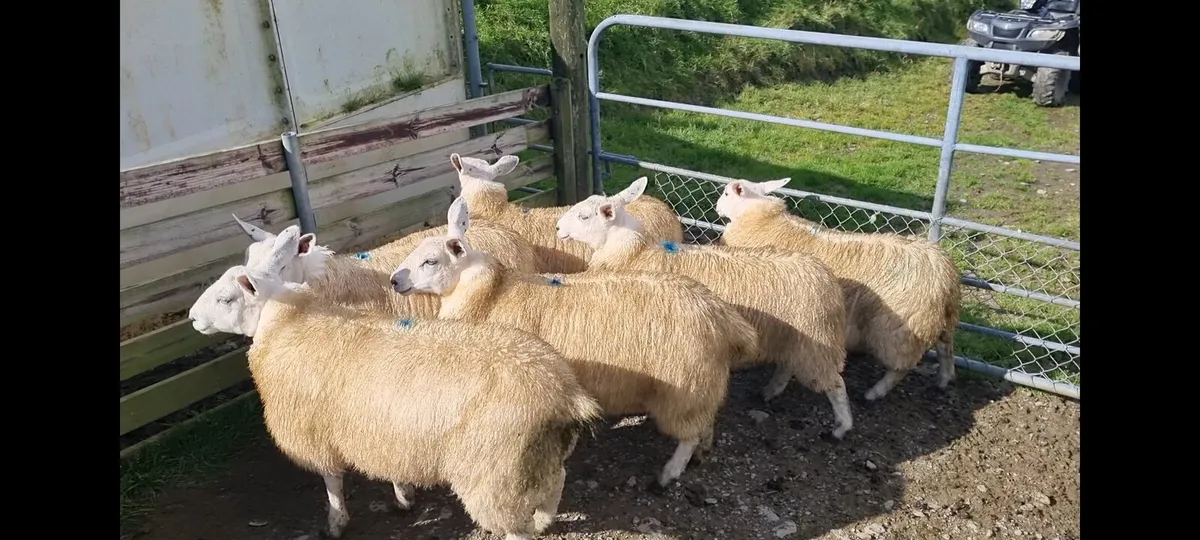 Ewe lambs - Image 1