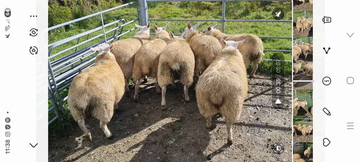 Ewe lambs - Image 2