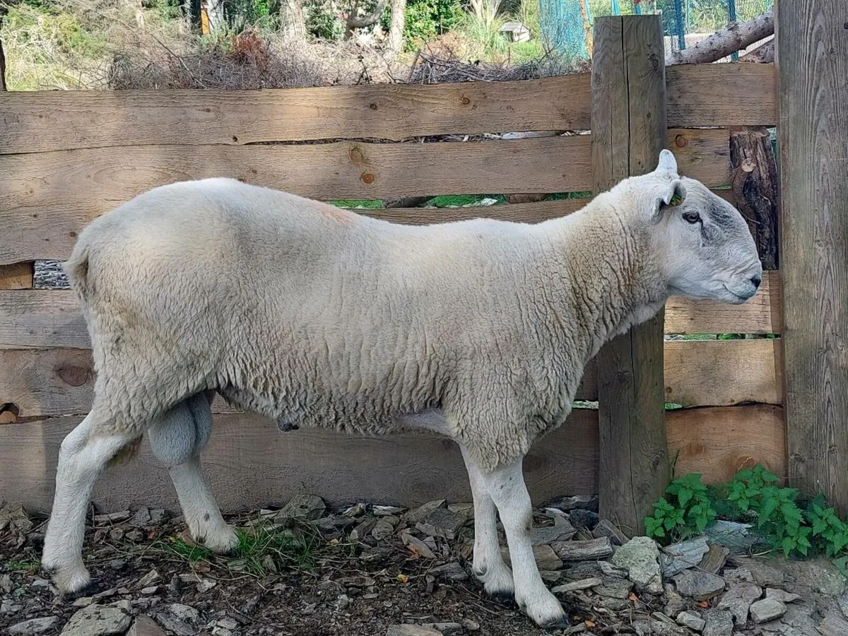 Pure Bread Wicklow Cheviot Ram - Image 1