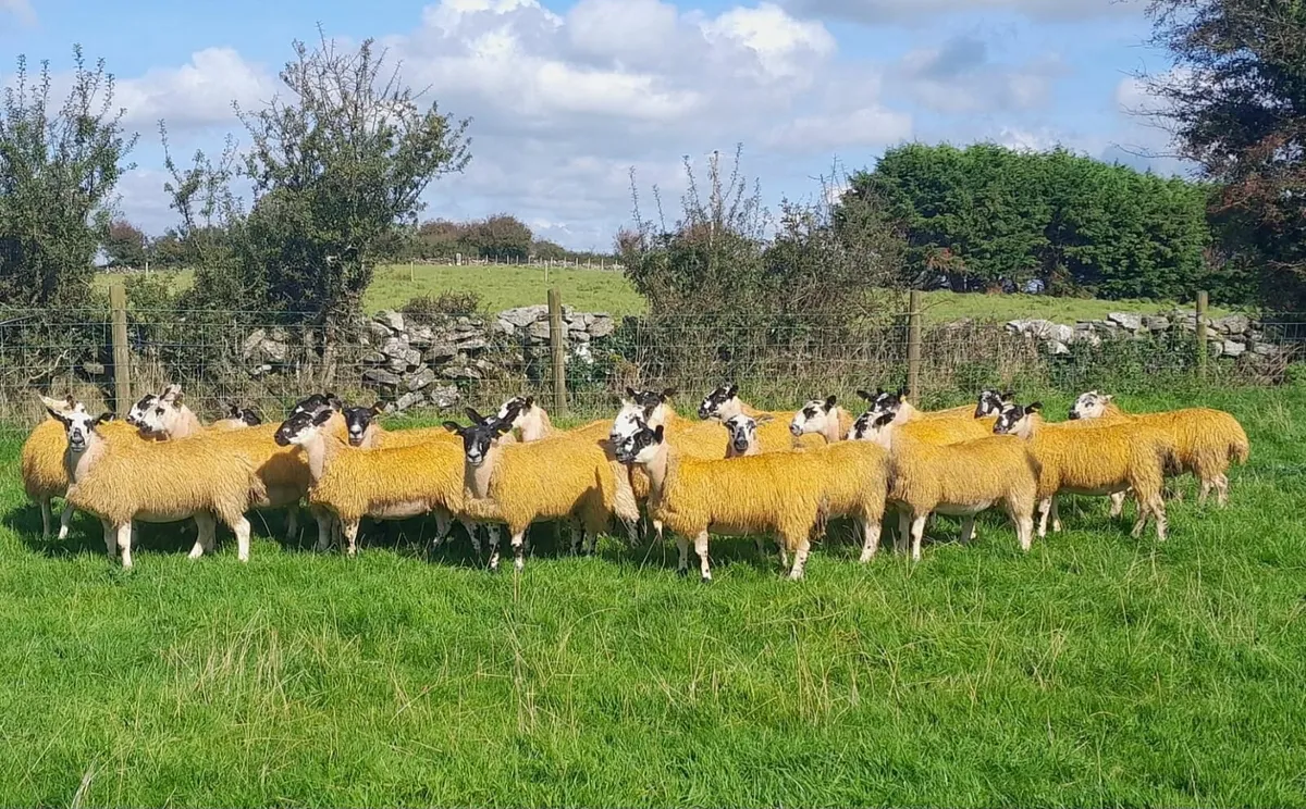 Mule Ewe lambs for sale - Image 2