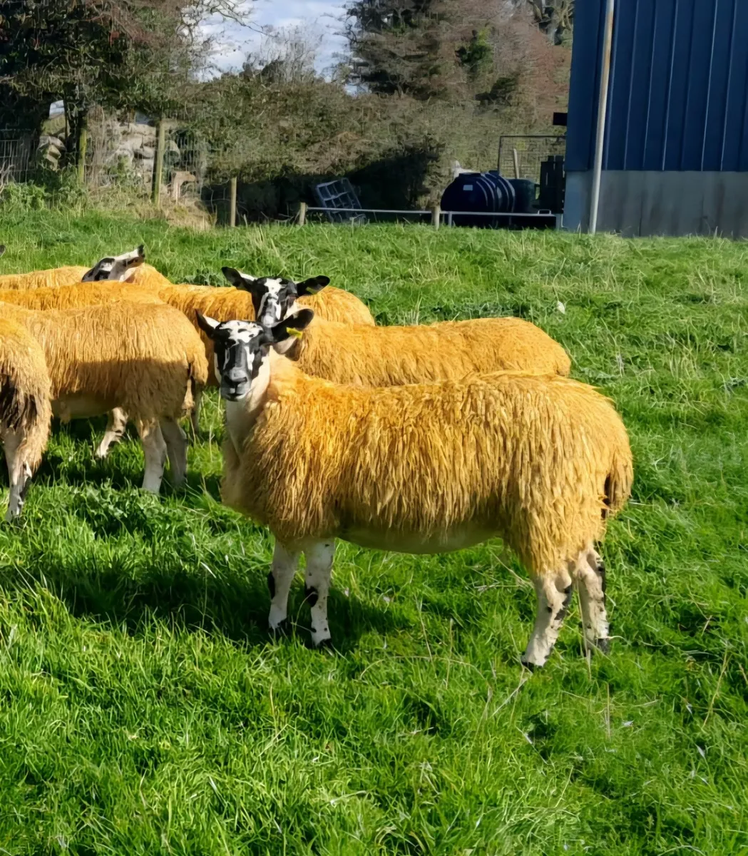 Mule Ewe lambs for sale - Image 1