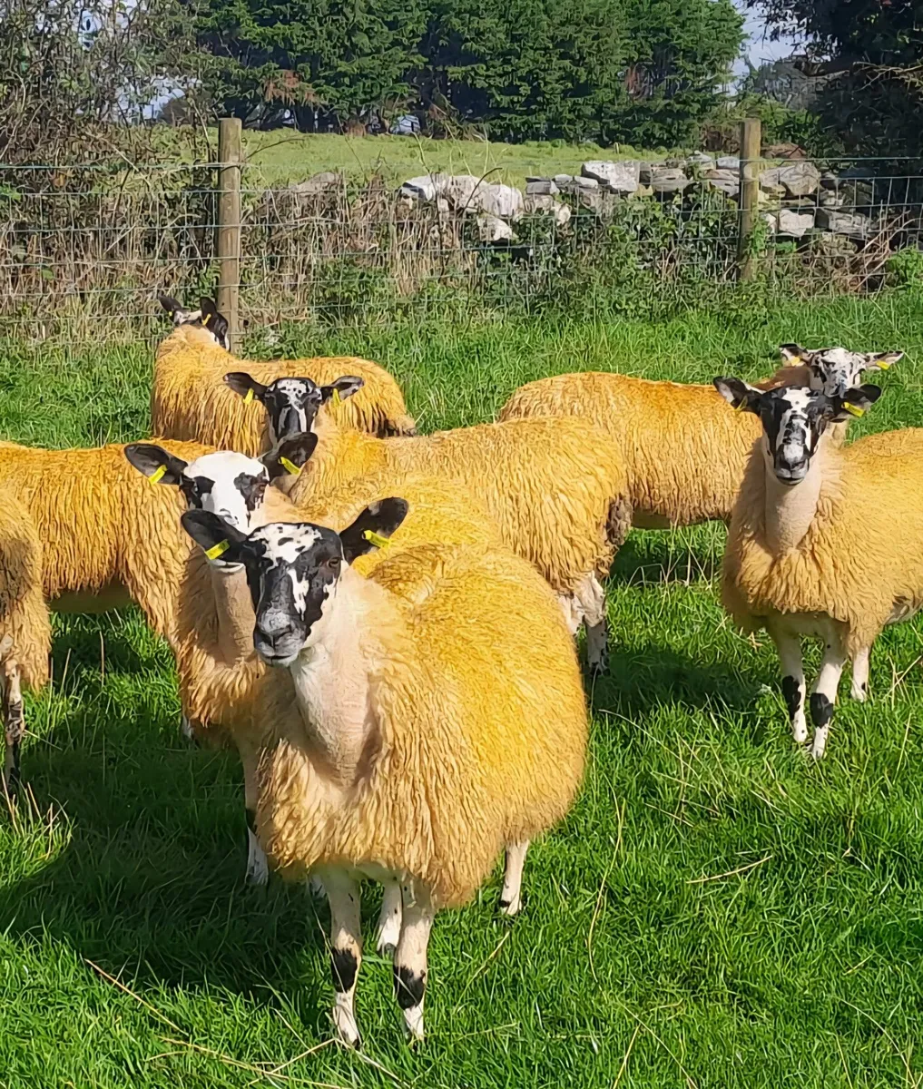 Mule Ewe lambs for sale - Image 3
