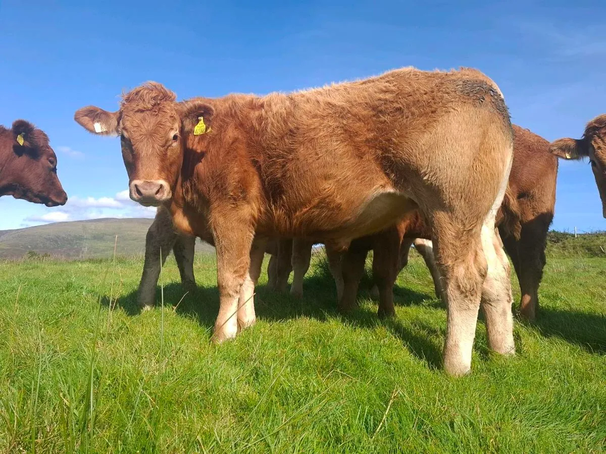 Full Symbol Organic Limousin Bullocks - Image 2