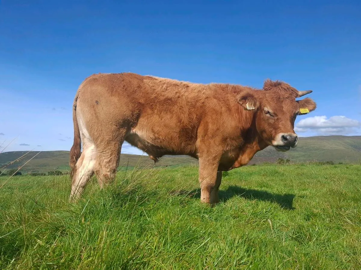 Full Symbol Organic Limousin Bullocks - Image 3