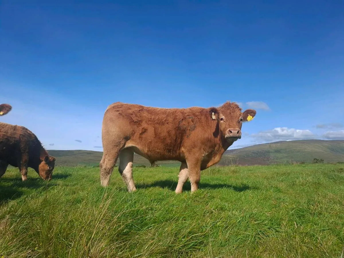 Full Symbol Organic Limousin Bullocks - Image 1