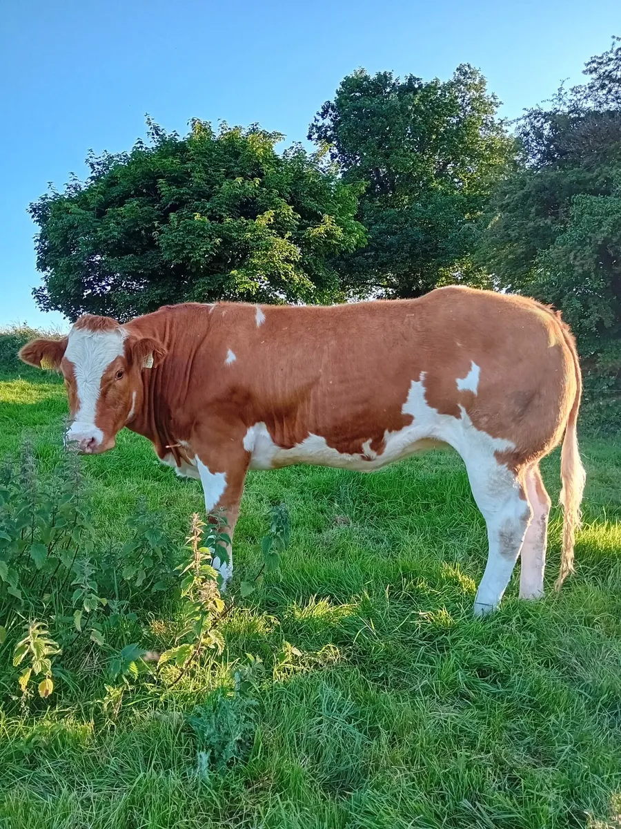 In calf Heifer - Image 1