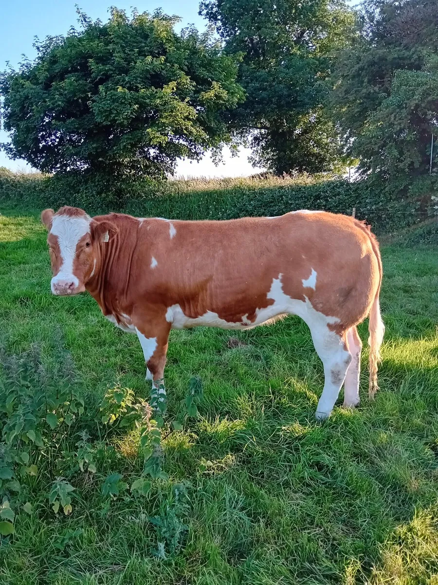 In calf Heifer - Image 2
