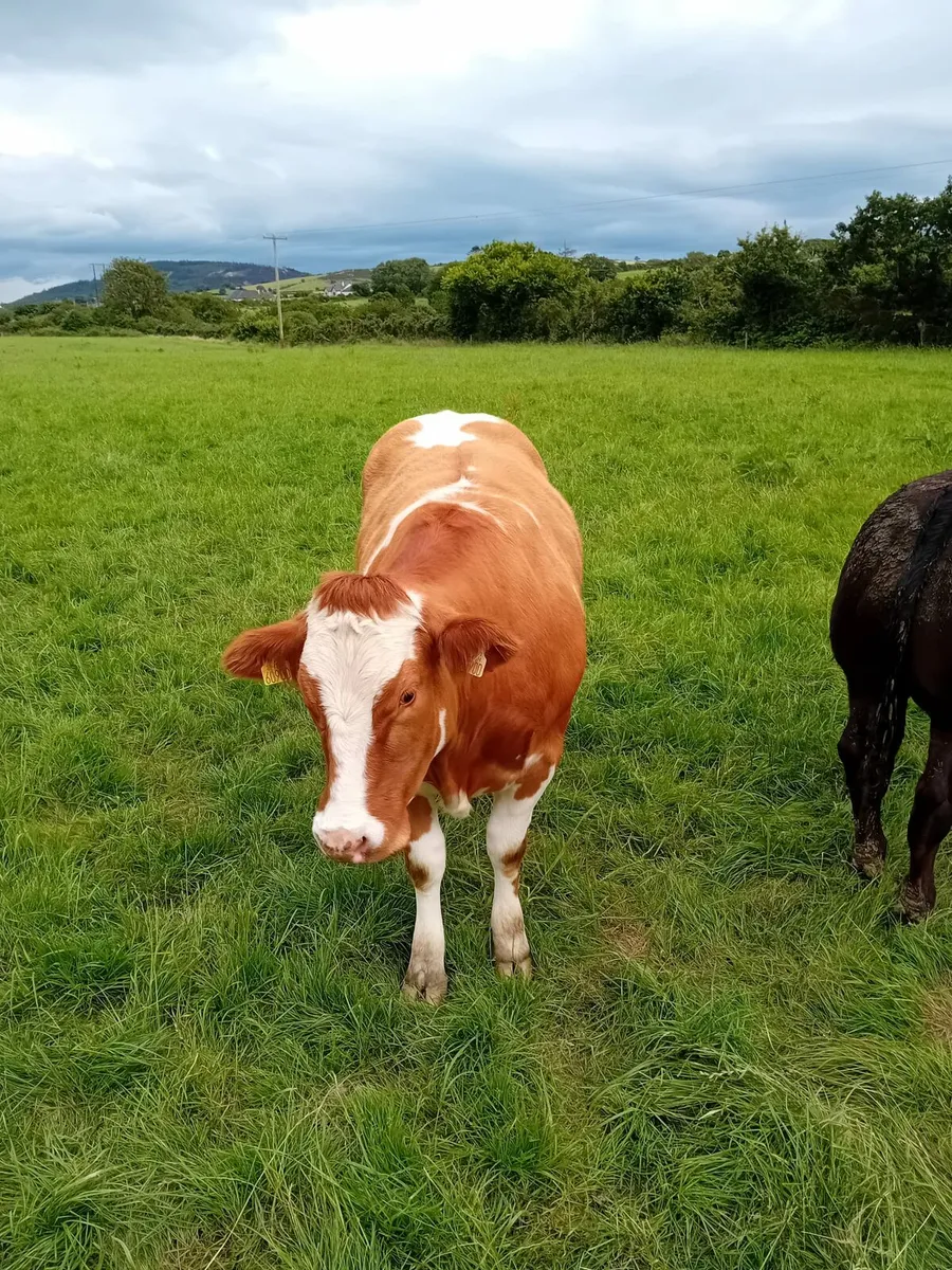 In calf Heifer - Image 3