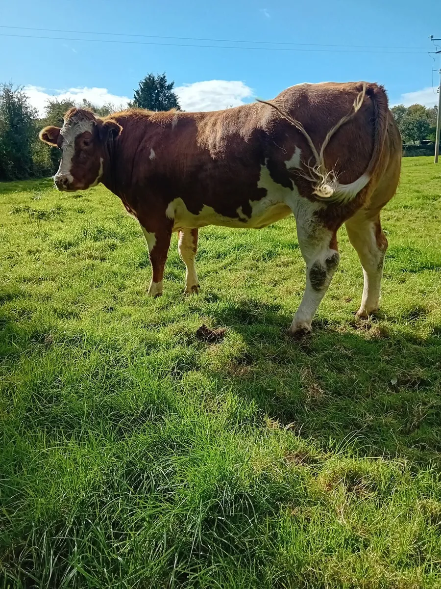 In calf Heifer - Image 4