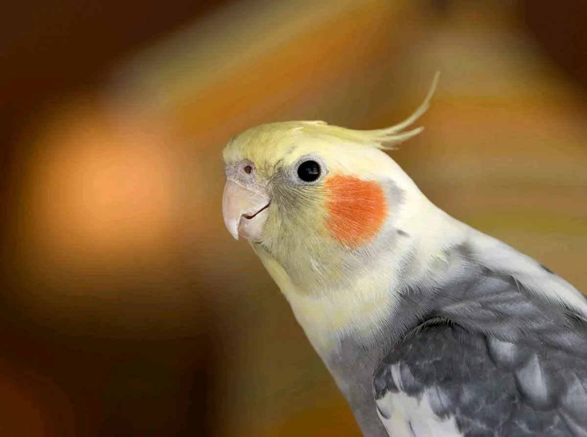 Cockatiel and love birds - Image 1