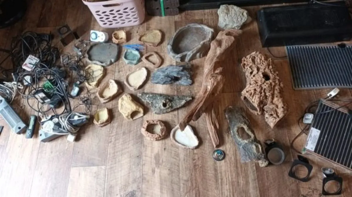 Reptile supplies - Image 1