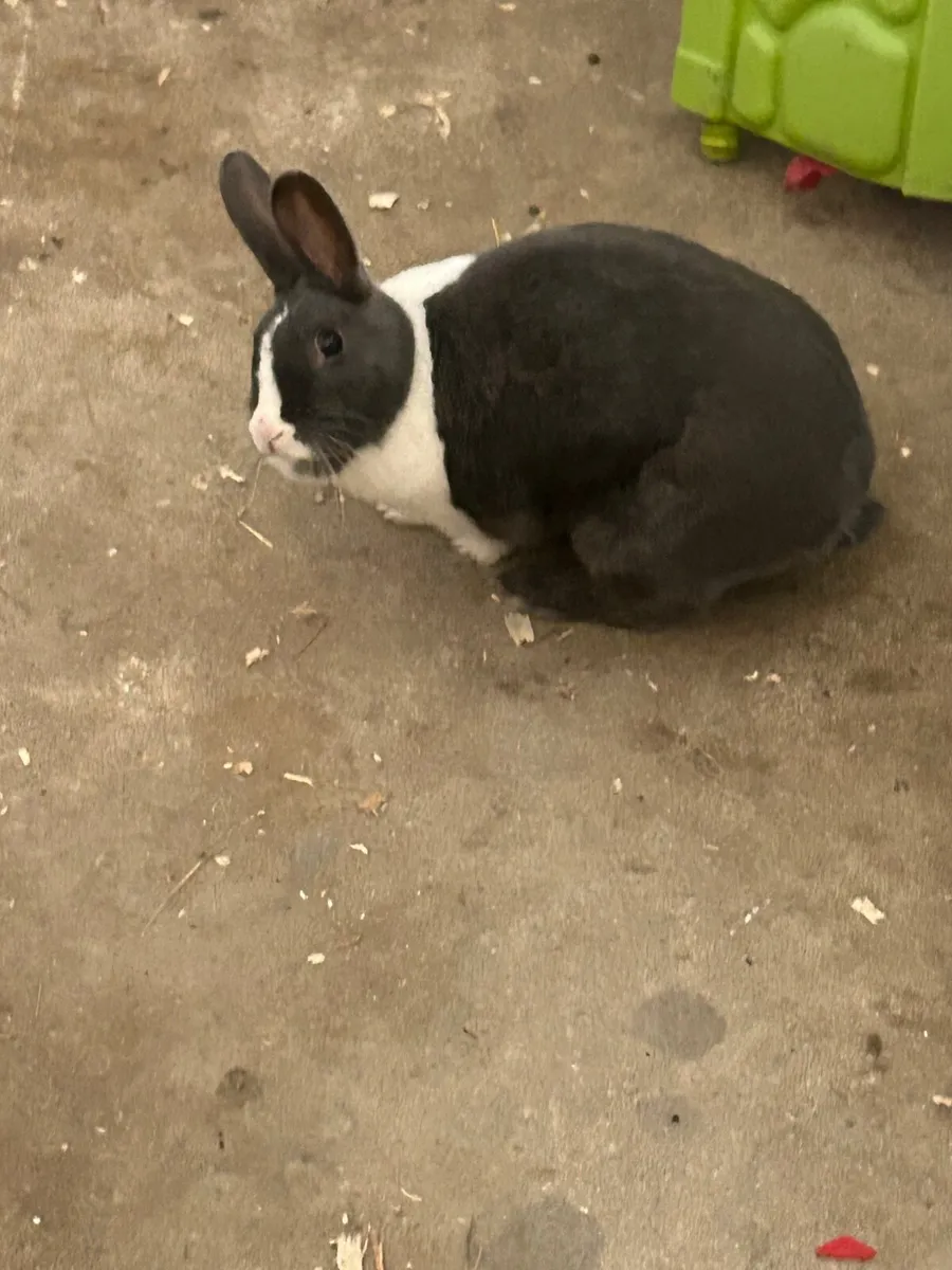 Rabbit and hutch - Image 1